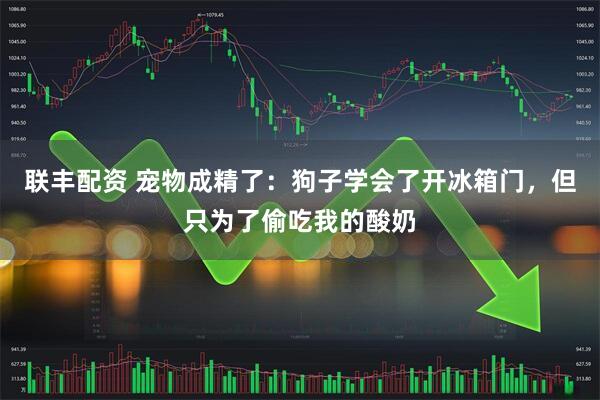 联丰配资 宠物成精了：狗子学会了开冰箱门，但只为了偷吃我的酸奶